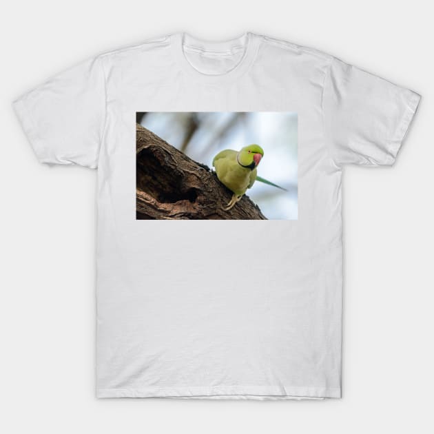 Rose-ringed Parakeet 04 T-Shirt by fotoWerner